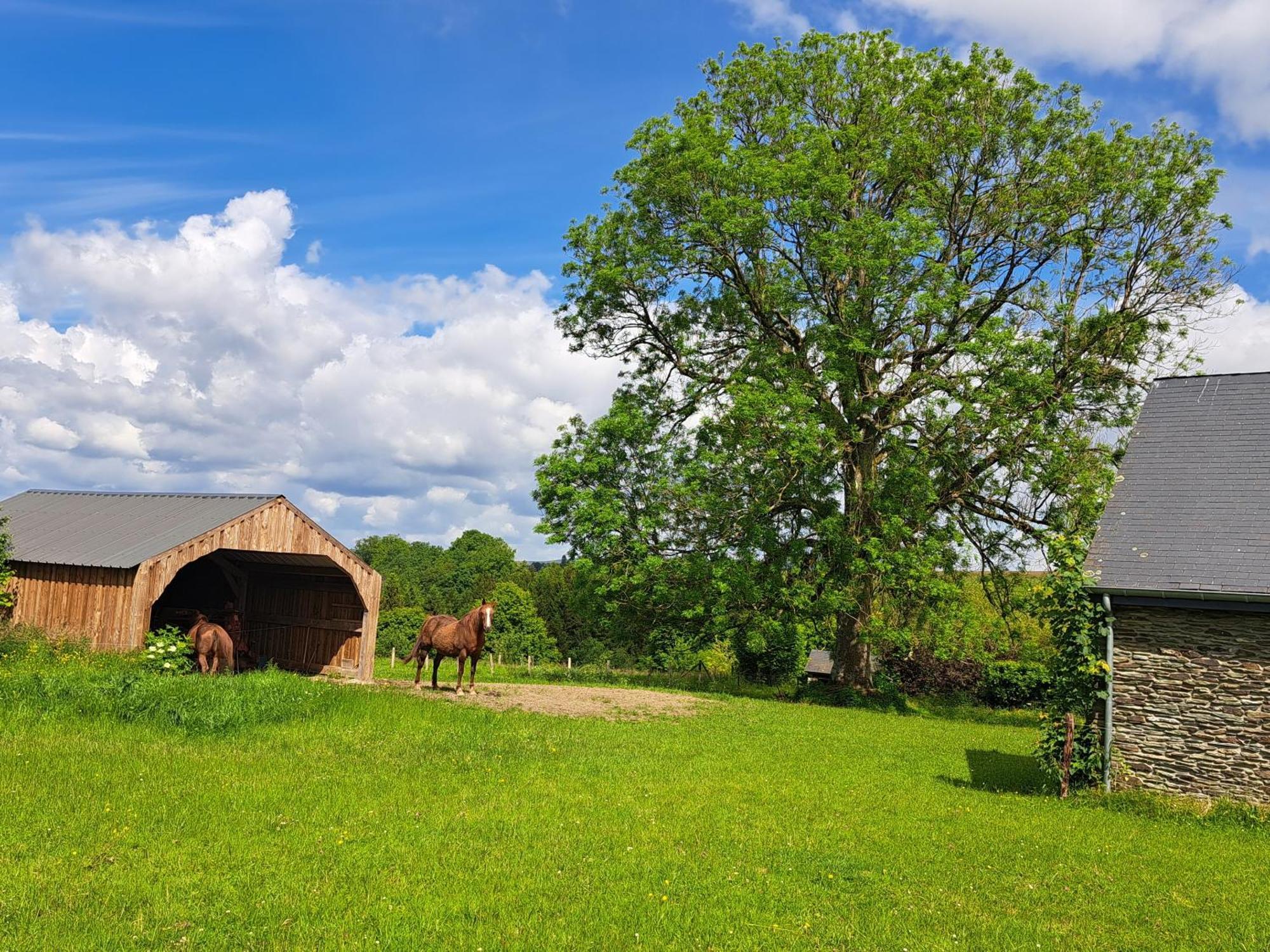 Gite L'Olivier A Filly - Nadrin, Entre Houffalize Et La Roche-En-Ardenne Exteriör bild