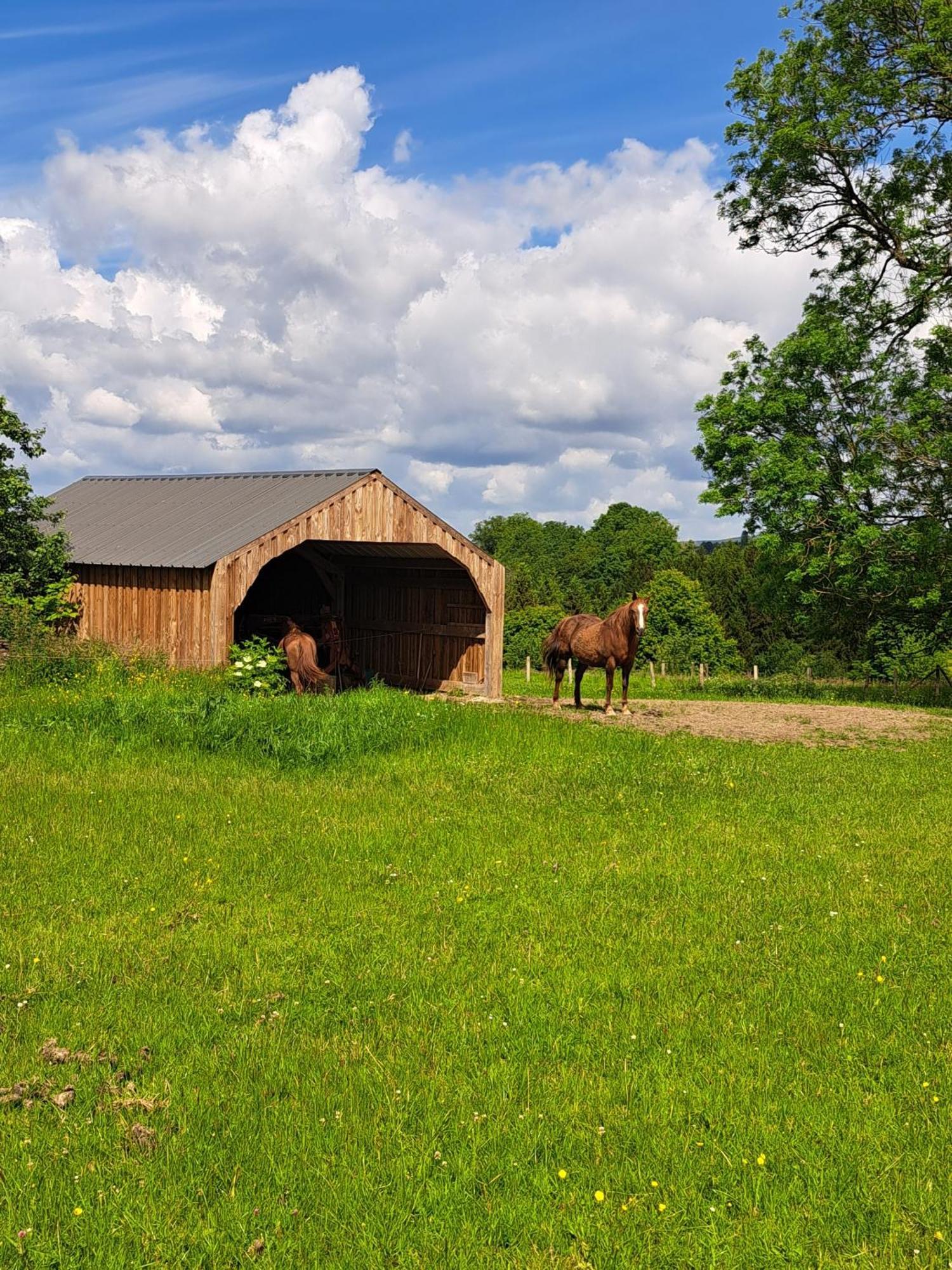 Gite L'Olivier A Filly - Nadrin, Entre Houffalize Et La Roche-En-Ardenne Exteriör bild